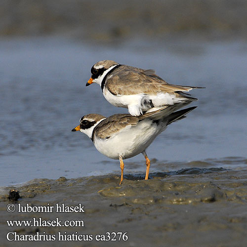 Charadrius hiaticus ea3276