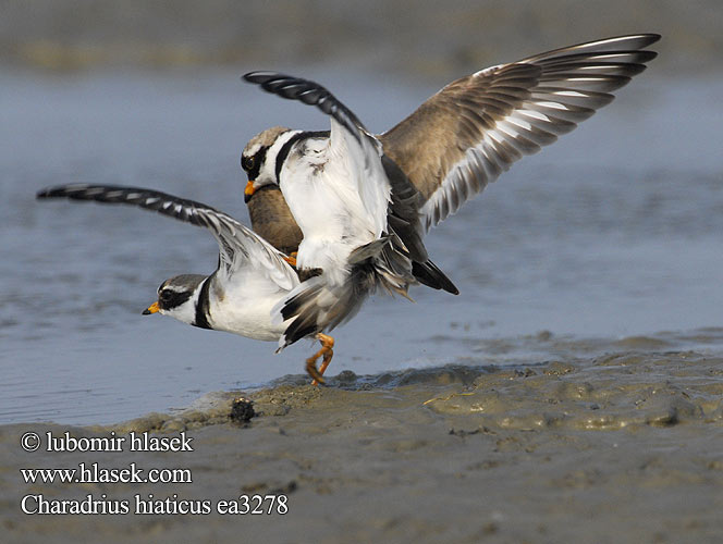 Charadrius hiaticus ea3278