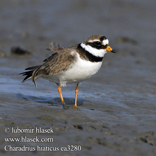 Charadrius hiaticus ea3280