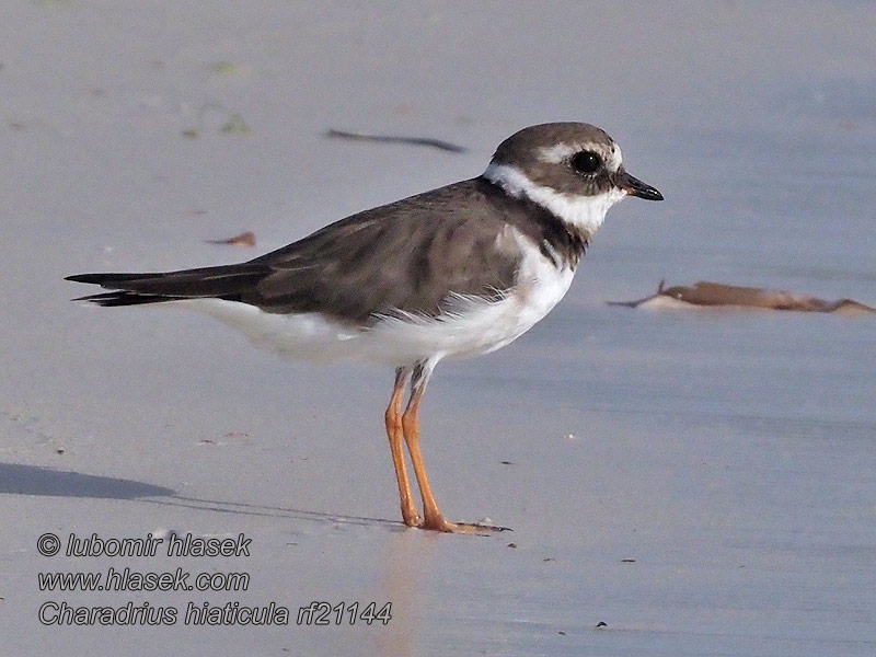 Corriere grosso Borrelho-grande-de-coleira Sieweczka obrożna Charadrius hiaticula