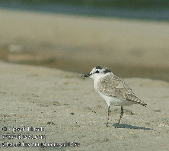 Charadrius marginatus White-fronted Plover Sandpræstekrave Hietatylli Pluvier à front blanc Vale strandplevier Corriere marginato Weissstirn-Regenpfeifer Sieweczka bialoczelna Kulík bieločelý Kulík proměnlivý Chorlitejo de frente blanca Kuststrandpipare Vaalstrandkiewiet シロビタイチドリ Белолобый зуек