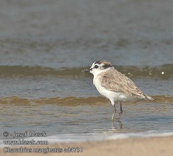 Charadrius marginatus ad4731