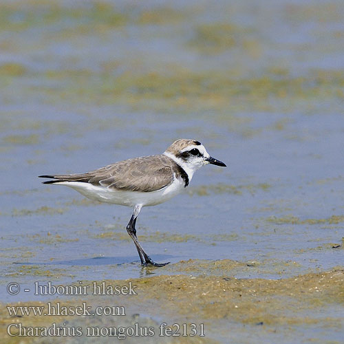 Charadrius mongolus fe2131