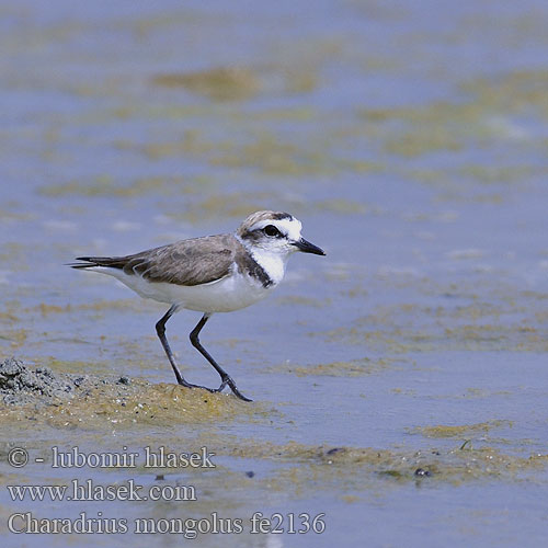 Charadrius mongolus fe2136