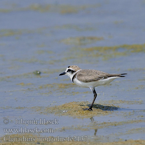 Charadrius mongolus fe2137