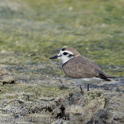 Charadrius mongolus fe2179