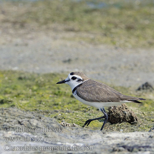 Charadrius mongolus fe2180