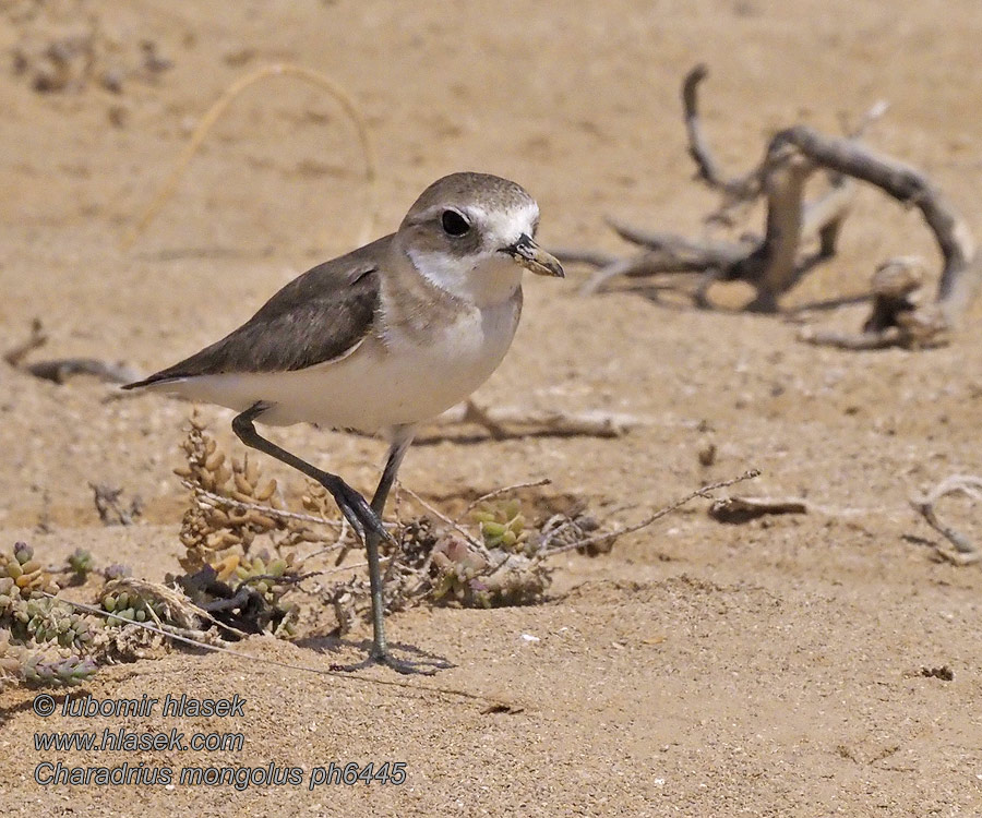 メダイチドリ Зуек монгольский Charadrius mongolus