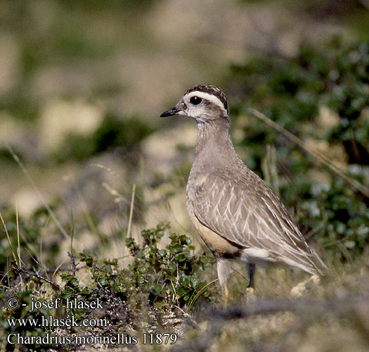 Charadrius morinellus 11879