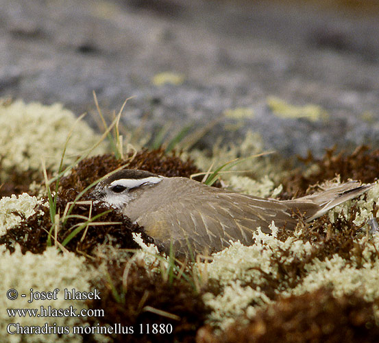 Charadrius morinellus 11880