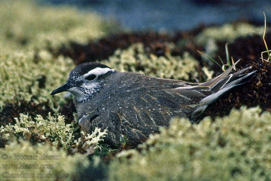 Charadrius morinellus