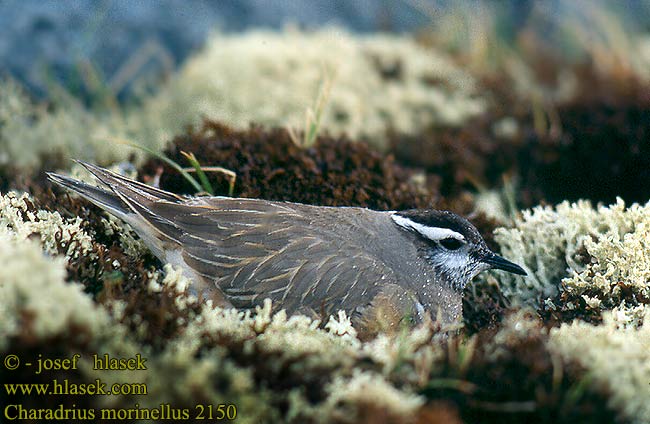 Charadrius morinellus 2150