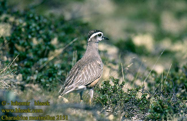 Pomeransfugl Boltit Fjällpipare Kulík vrchovský 小嘴鸻 Хрустан コバシチドリ الزقزاق الأغبر Βουνοσφυριχτής Borrelho-ruivo Dag cılıbıtı חופמי ערבה Charadrius morinellus Eudromias Morinella Eurasian Dotterel Dottrel Mornellregenpfeifer Pluvier guignard Chorlito Carambolo Kulík hnědý Morinelplevier Keräkurmitsa Piviere tortolino Fjällpipare Mornel Havasi lile