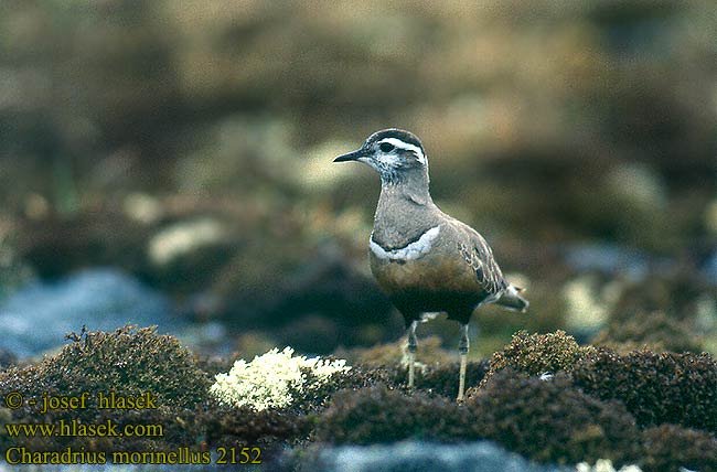 Charadrius morinellus 2152