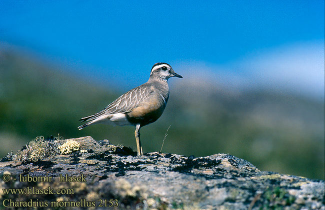 Charadrius morinellus 2153