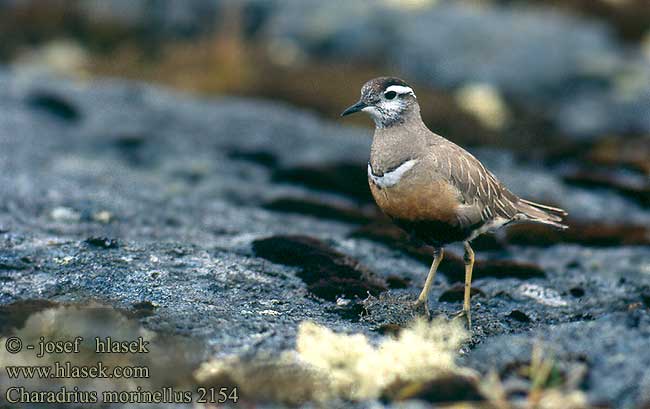 Charadrius morinellus 2154