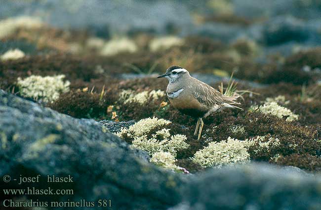 Charadrius morinellus 581