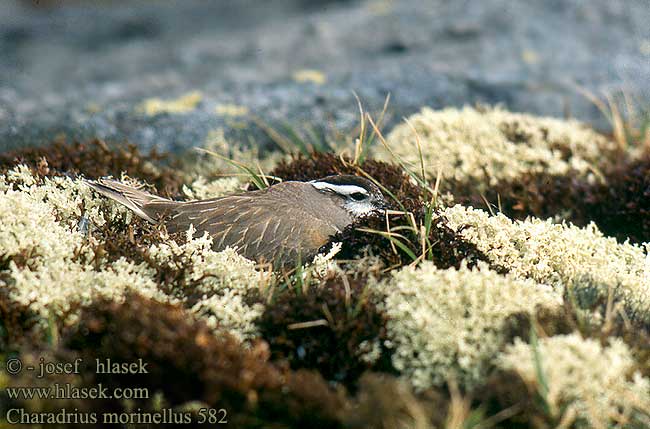 Charadrius morinellus 582