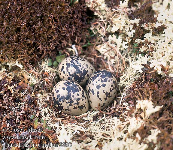 Charadrius morinellus 8803