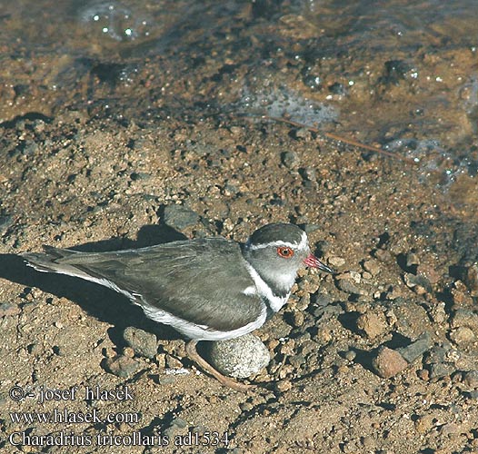 Charadrius tricollaris Threebanded Three-banded Plover Trebåndet