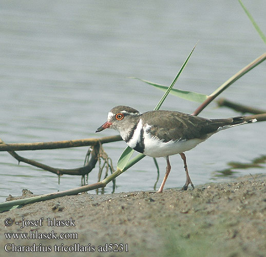 Charadrius tricollaris ad5231