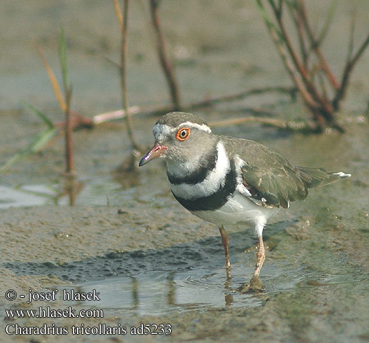 Driebandplevier three-banded plover Corriere tre collari