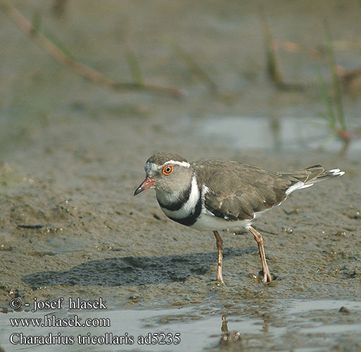 Charadrius tricollaris ad5235