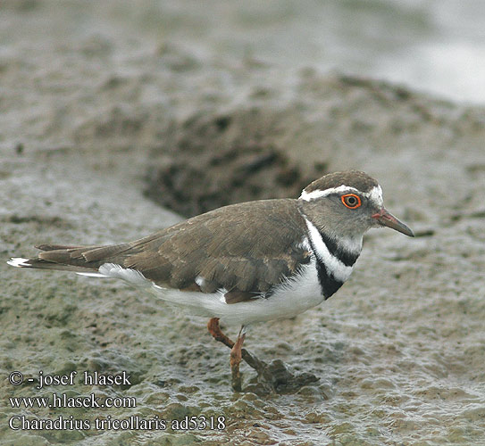 Charadrius tricollaris ad5318