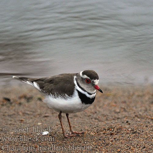 Charadrius tricollaris bb6600