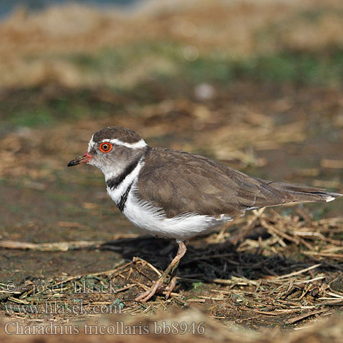 Kulík trojpásy Trikomatni deževnik Üç-halaklı Cılıbıt Charadrius tricollaris