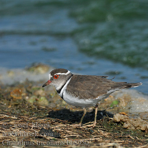 Threebanded Three-banded Plover Trebåndet Præstekrave Kolmivyötylli