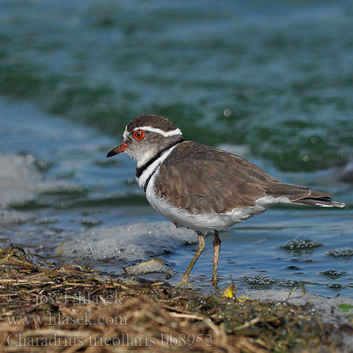 Charadrius tricollaris bb8952