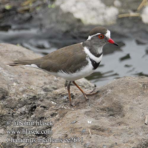 Charadrius tricollaris ee2631