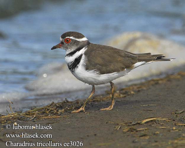 Charadrius tricollaris ee3026