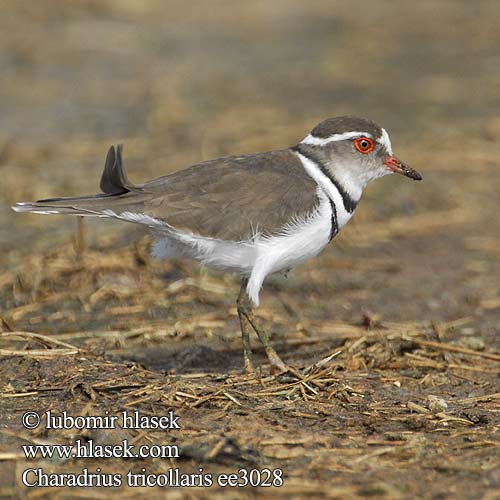 Charadrius tricollaris ee3028