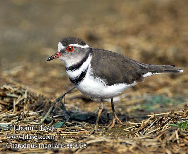 Charadrius tricollaris ee3038