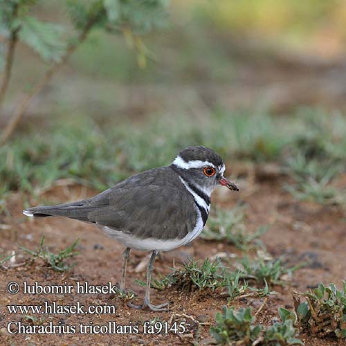 Charadrius tricollaris fa9145