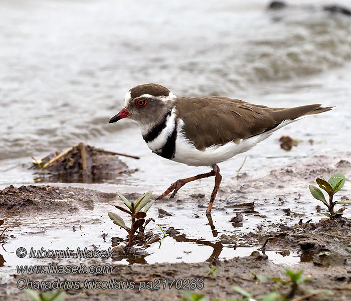 Charadrius tricollaris