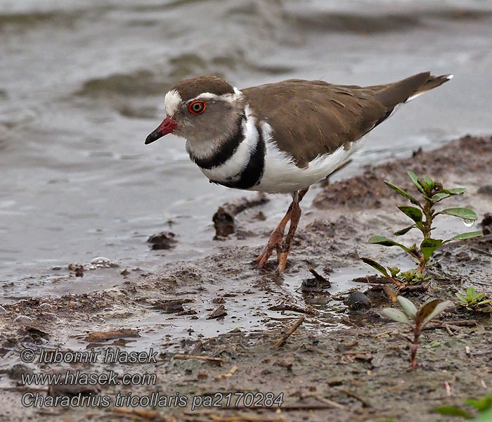 Charadrius tricollaris