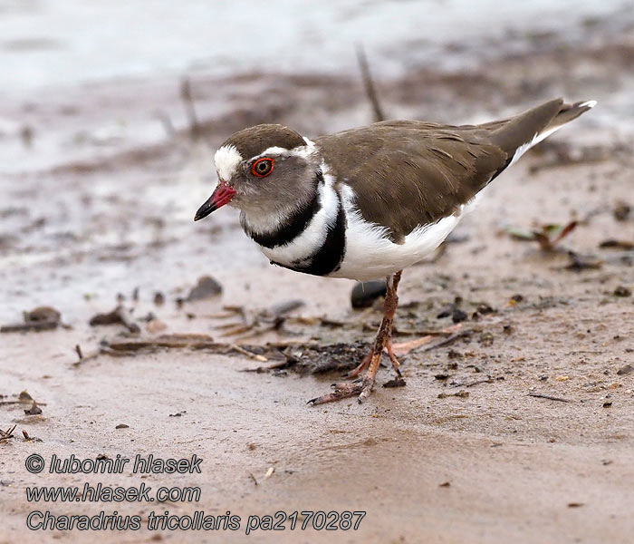 Charadrius tricollaris