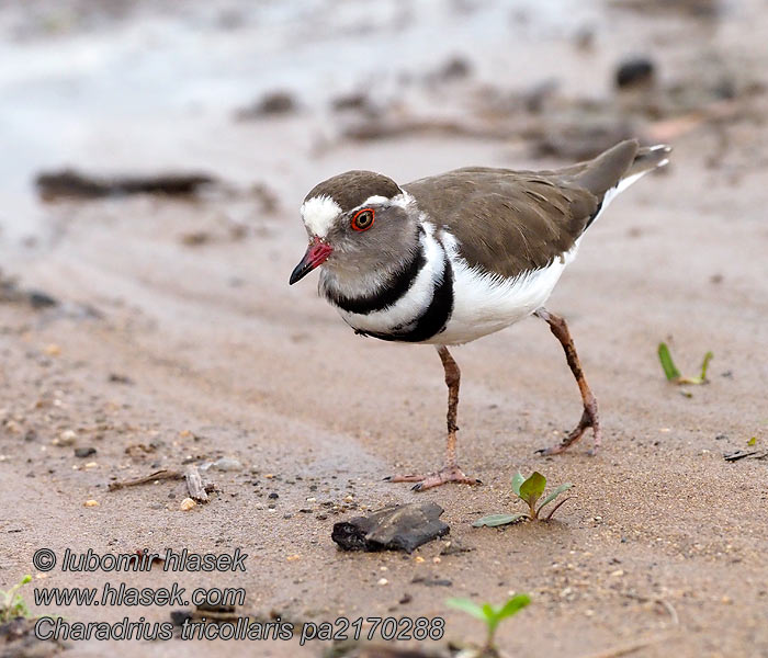 Charadrius tricollaris