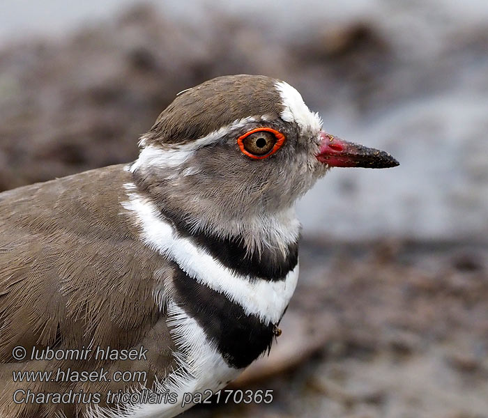 Charadrius tricollaris