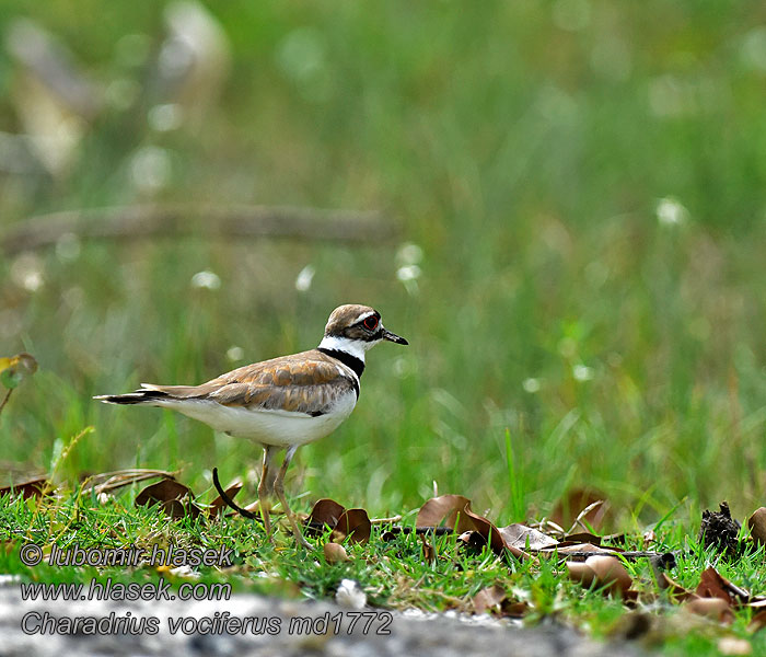 Charadrius vociferus 双领鸻 Kulík rezavoocasý Kildire Killdeer