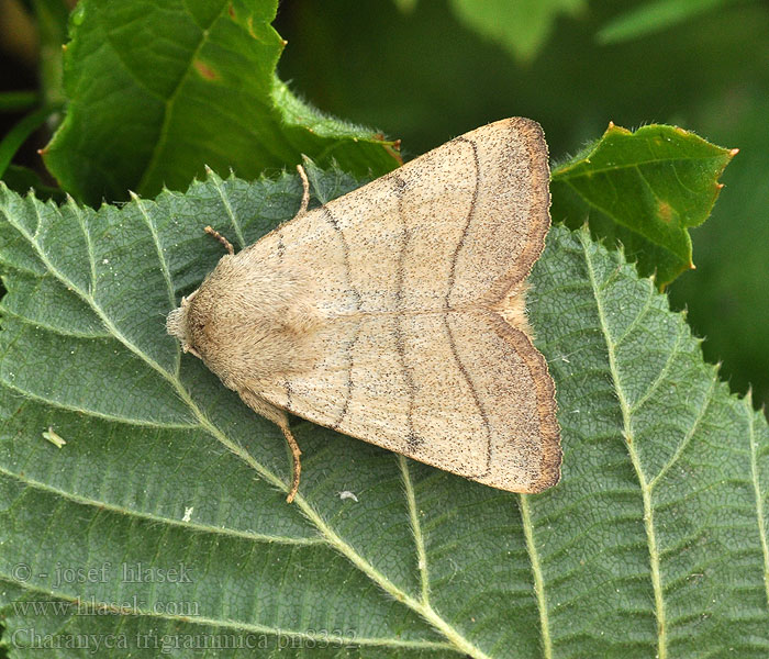 Charanyca trigrammica Treble Lines