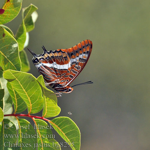 Charaxes jasius  Erdbeerbaumfalter Two-tailed Pasha Ostruhák hnědý jižní