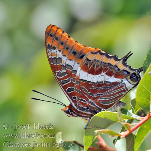 Çiftkuyruklu Paşa Tigrislepke Dvorepi paša Charaxes jasius