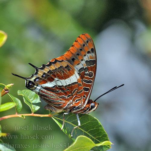 Erdbeerbaumfalter Two-tailed Pasha Ostruhák hnědý jižní