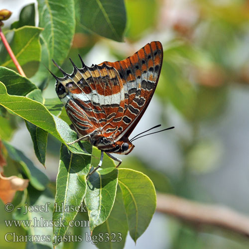 Two-tailed Pasha Ostruhák hnědý jižní Pacha deux queues Bajá