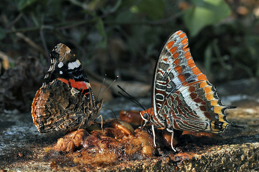 Erdbeerbaumfalter Charaxes jasius