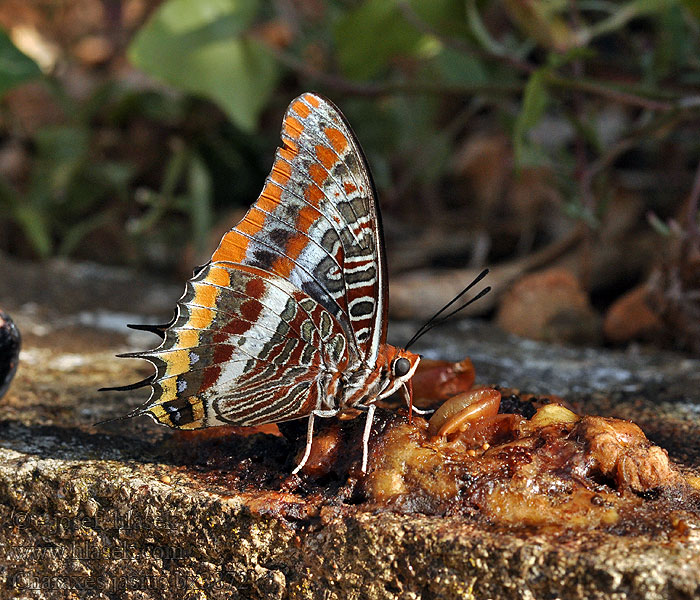 Two-tailed Pasha Charaxes jasius